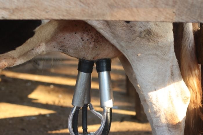 Milking machine attached to a dairy cow