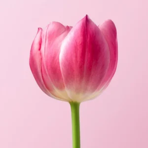 Morning Tulips