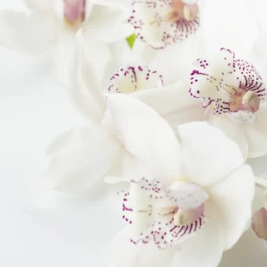 Velvet Plum
