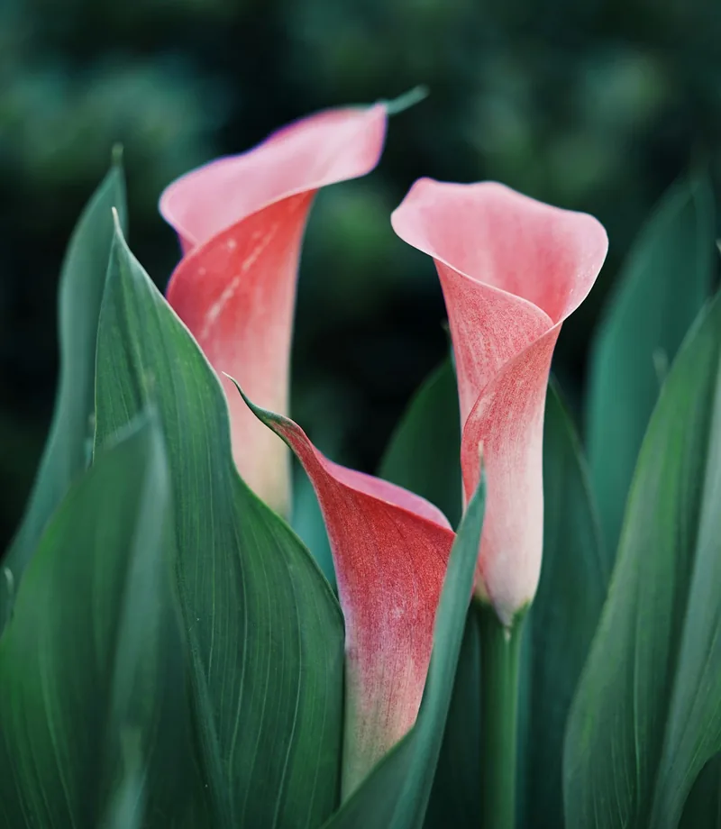 Loose Stems