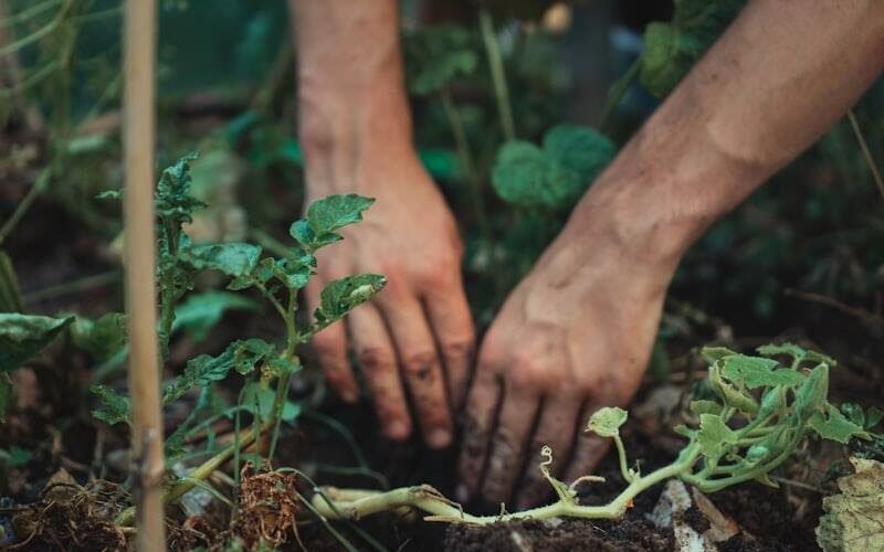 Reading your soil before you buy a single plant