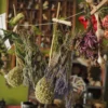 Belladonna 30C