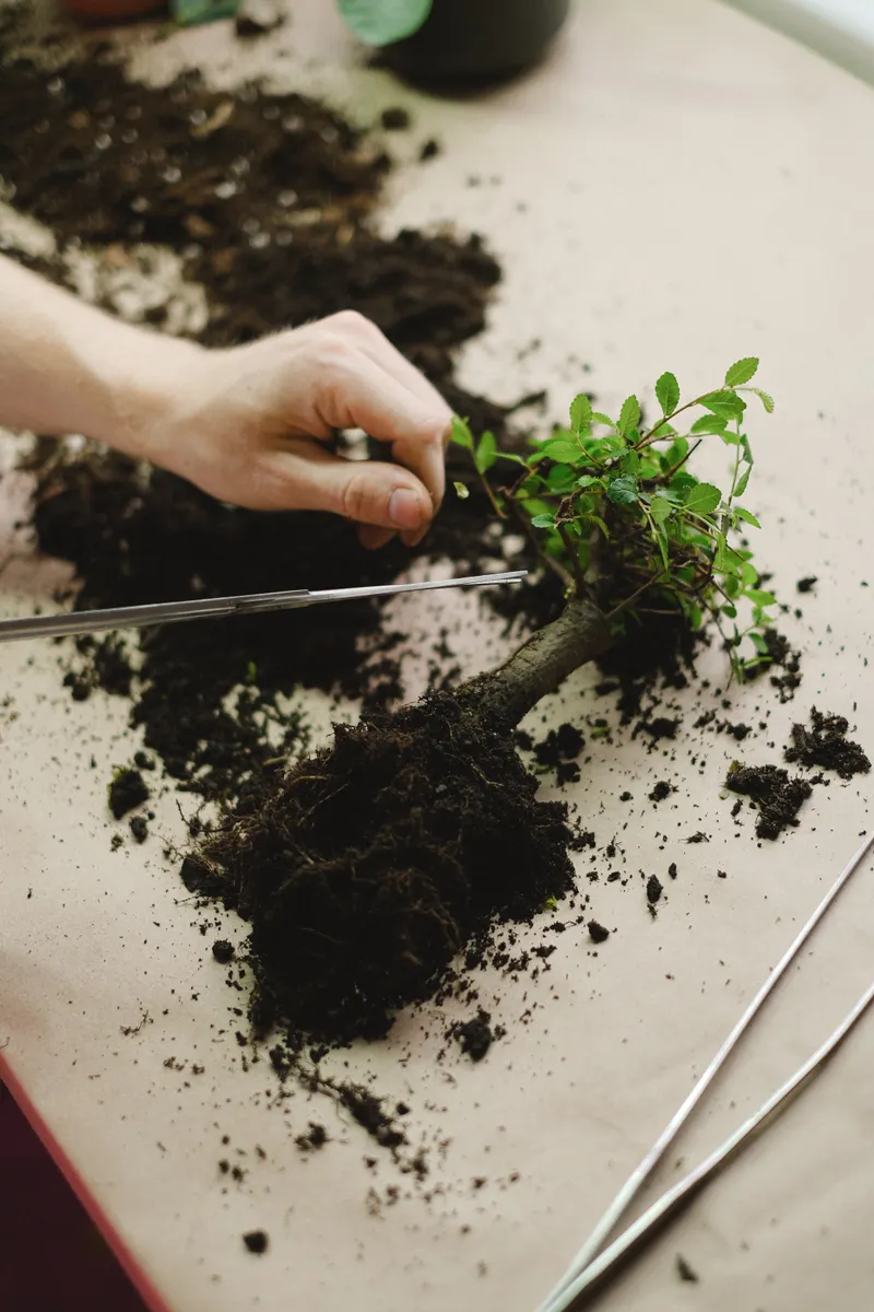 Gardener pruning a young plant with garden scissors