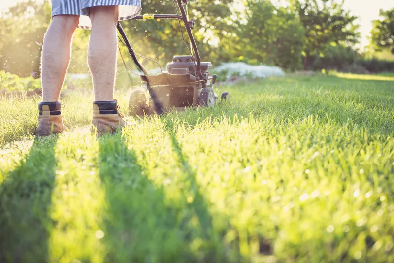 Tree and shrub care