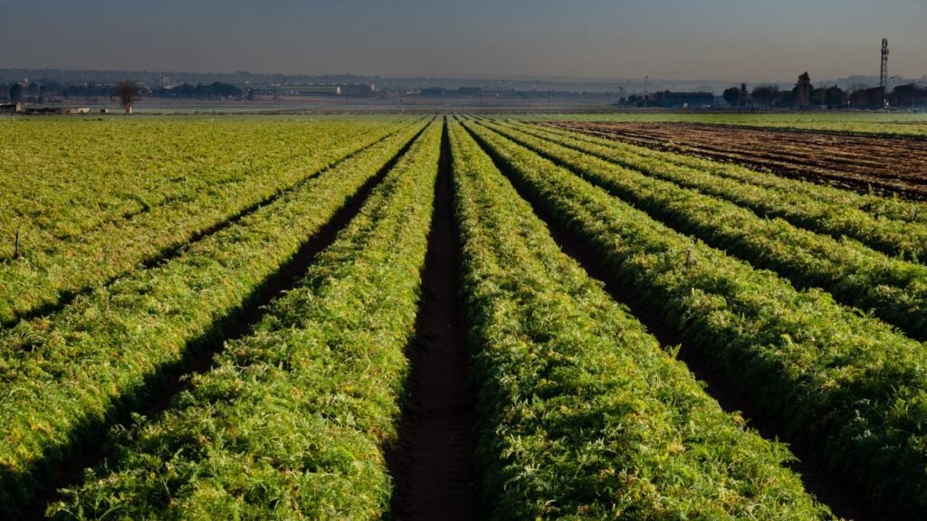 Green crops growing in long, even rows across farmland
