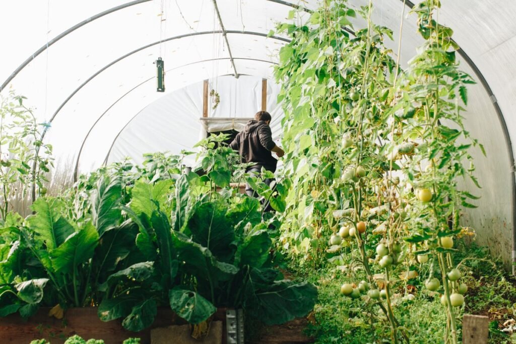 Farmer tending rows of leafy vegetables inside a greenhouse