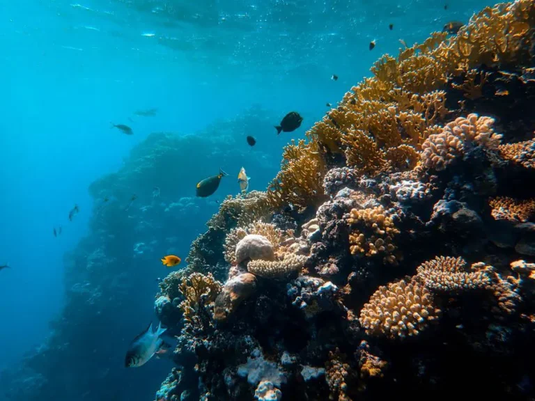 Coral reef full of fish