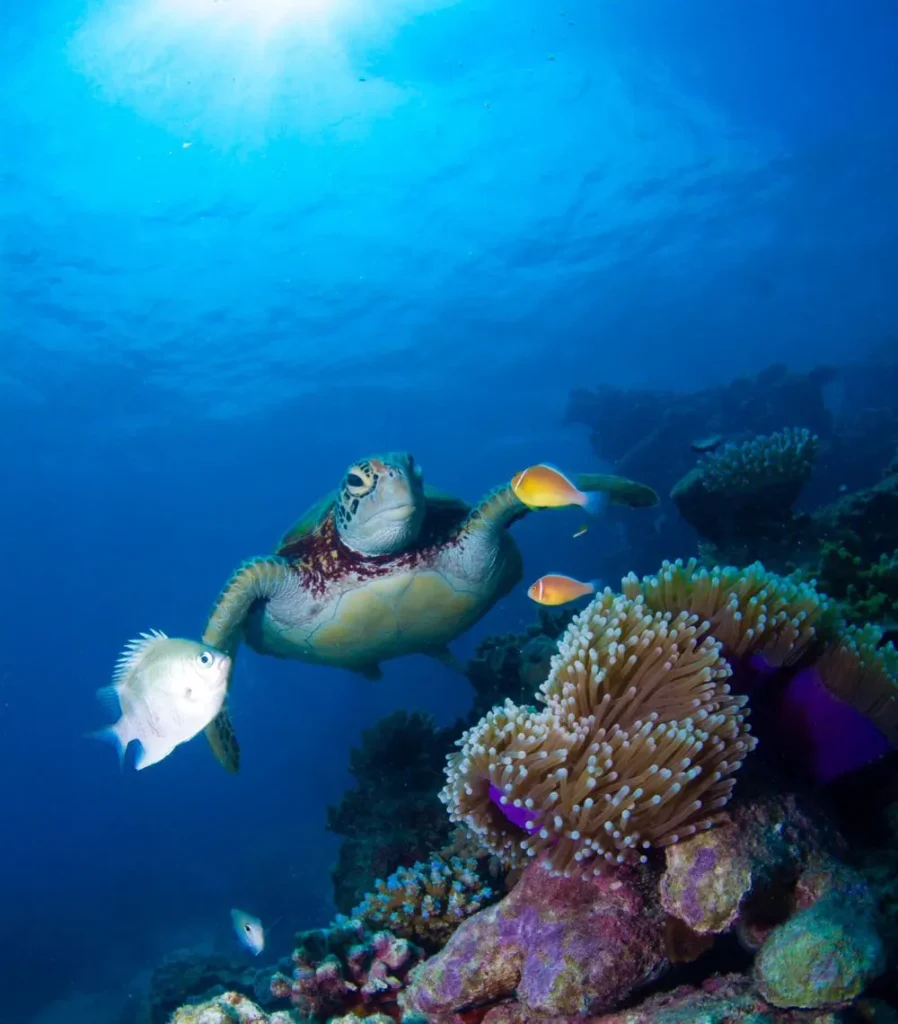 Green turtle and fish near a coral reef