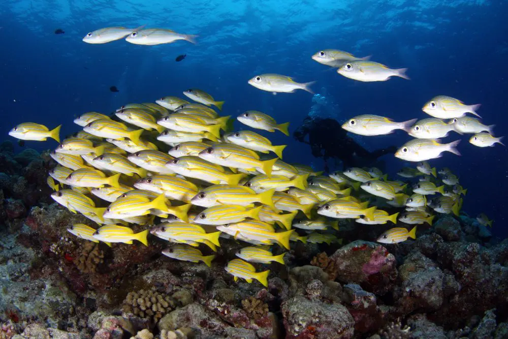 School of yellow fish over a coral reef