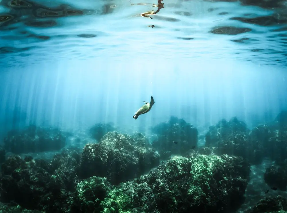 Sea turtle swimming in blue water