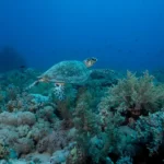 Turtle Reef Drift