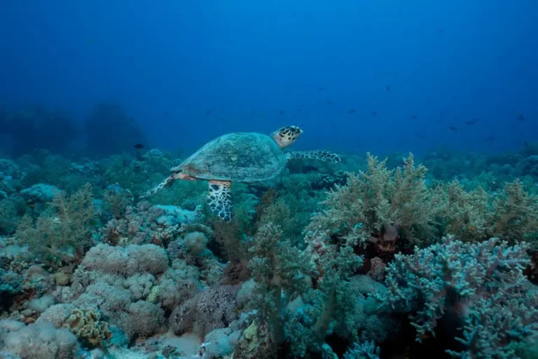 Hawksbill turtle over coral